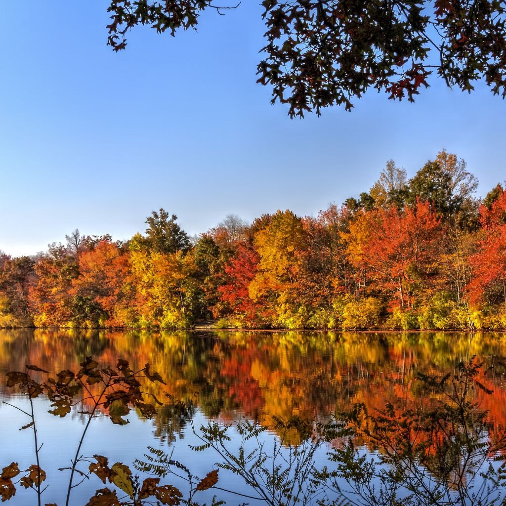 Fall Foliage