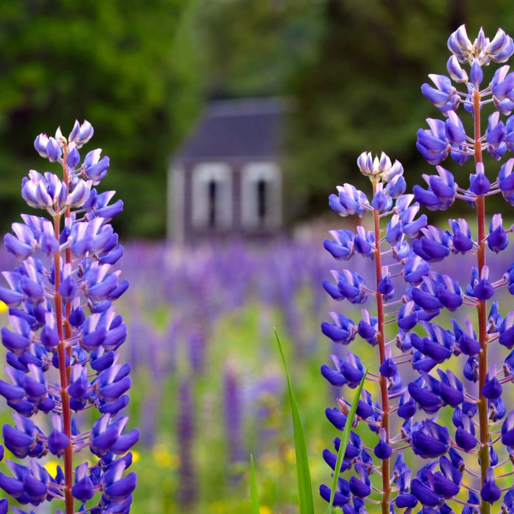 Maine Lupine